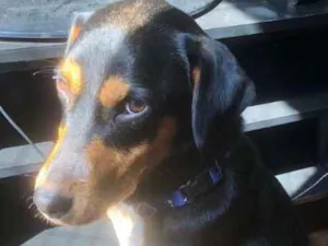 Cachorro raça SRD idade 2 anos nome Menino