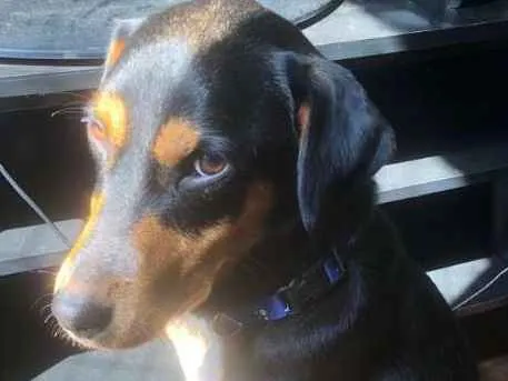 Cachorro ra a SRD idade 2 anos nome Menino