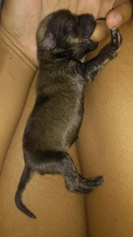 Cachorro raça Mestiço viralata idade Abaixo de 2 meses nome Ainda não possui