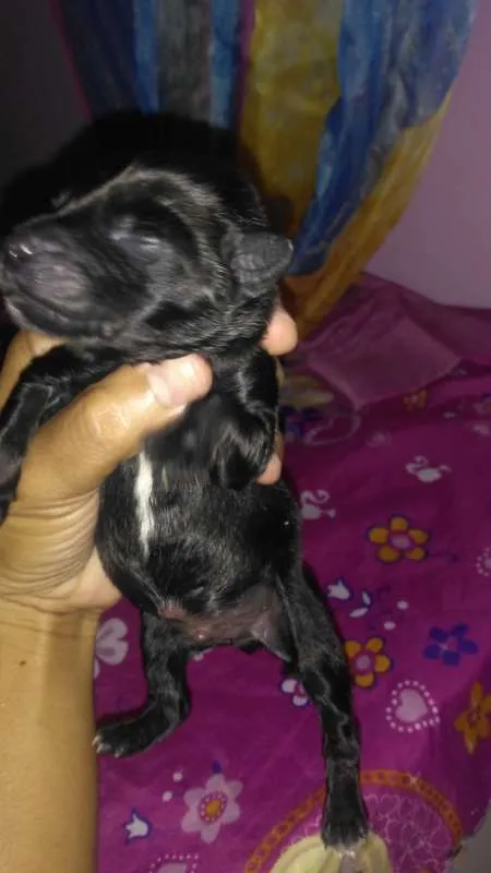 Cachorro raça Mestiço viralata idade Abaixo de 2 meses nome Ainda não possui