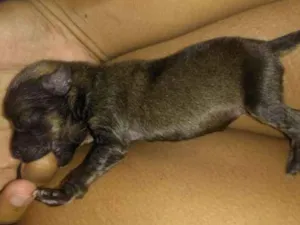 Cachorro raça Mestiço viralata idade Abaixo de 2 meses nome Ainda não possui