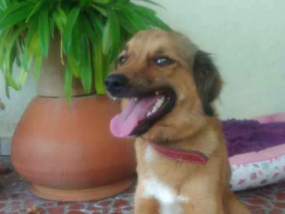 Cachorro ra a SRD idade 7 a 11 meses nome ESPERANÇA