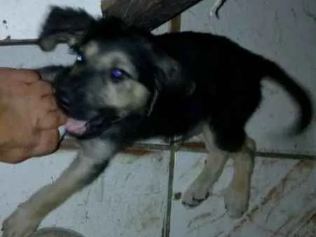 Cachorro ra a  idade  nome adote