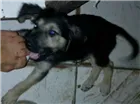 Cachorro raça  idade  nome adote