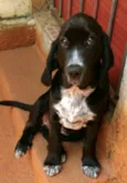 Pingo (mix de Cocker