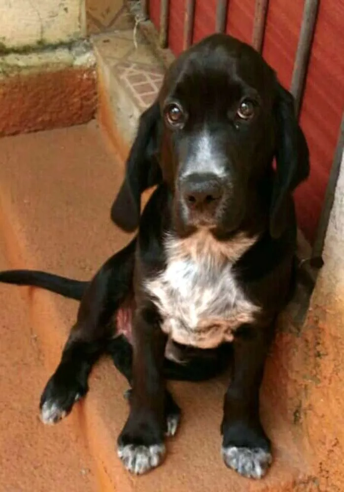 Cachorro ra a Cocker ( mestiço) idade 2 a 6 meses nome Pingo (mix de Cocker