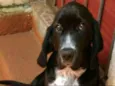 Pingo (mix de Cocker