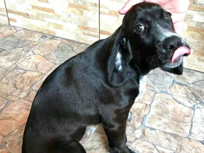 Cachorro ra a Cocker ( mestiço) idade 2 a 6 meses nome Pingo (mix de Cocker