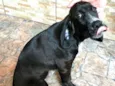 Pingo (mix de Cocker