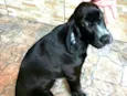 Pingo (mix de Cocker