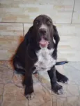 Pingo (mix de Cocker