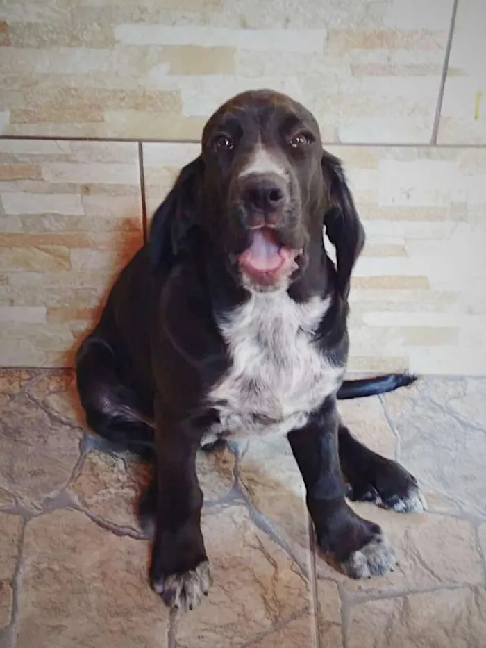 Cachorro ra a Cocker ( mestiço) idade 2 a 6 meses nome Pingo (mix de Cocker
