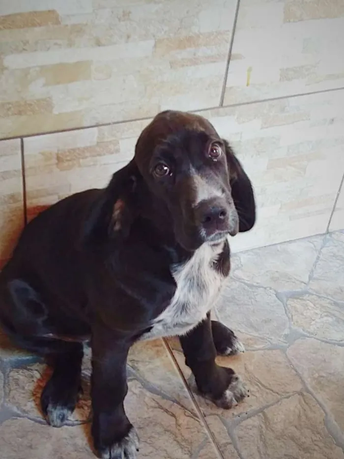 Cachorro ra a Cocker ( mestiço) idade 2 a 6 meses nome Pingo (mix de Cocker