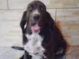Pingo (mix de Cocker