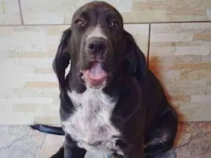 Cachorro raça Cocker ( mestiço) idade 2 a 6 meses nome Pingo (mix de Cocker