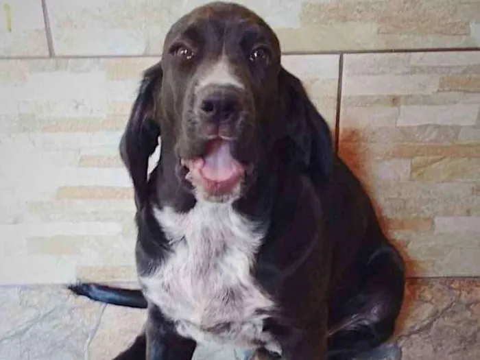 Cachorro ra a Cocker ( mestiço) idade 2 a 6 meses nome Pingo (mix de Cocker