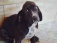 Pingo (mix de Cocker