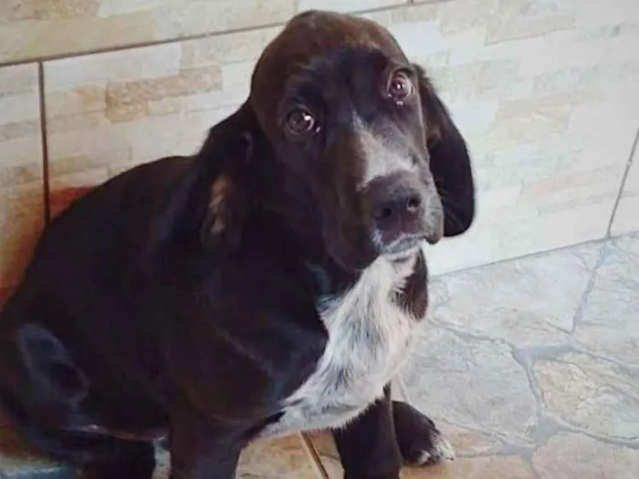 Cachorro ra a Cocker ( mestiço) idade 2 a 6 meses nome Pingo (mix de Cocker