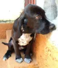 Pingo (mix de Cocker