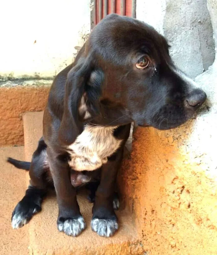Cachorro ra a Cocker ( mestiço) idade 2 a 6 meses nome Pingo (mix de Cocker