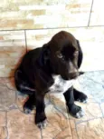 Pingo (mix de Cocker