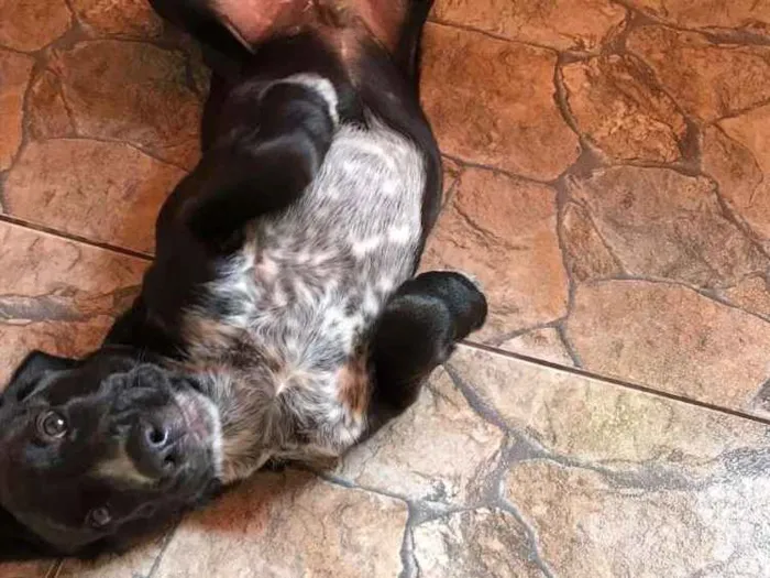 Cachorro ra a Cocker ( mestiço) idade 2 a 6 meses nome Pingo (mix de Cocker