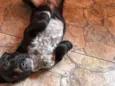 Pingo (mix de Cocker