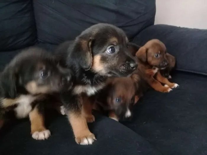 Cachorro ra a Sem raça idade Abaixo de 2 meses nome Filhotinhos 