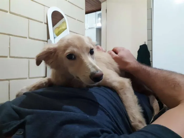 Cachorro ra a Não definida idade 2 a 6 meses nome Benício