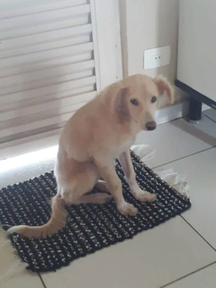 Cachorro ra a Não definida idade 2 a 6 meses nome Benício