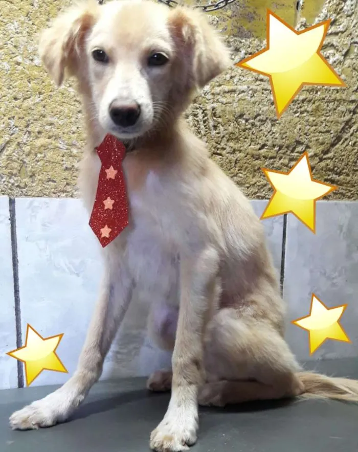 Cachorro ra a Não definida idade 2 a 6 meses nome Benício