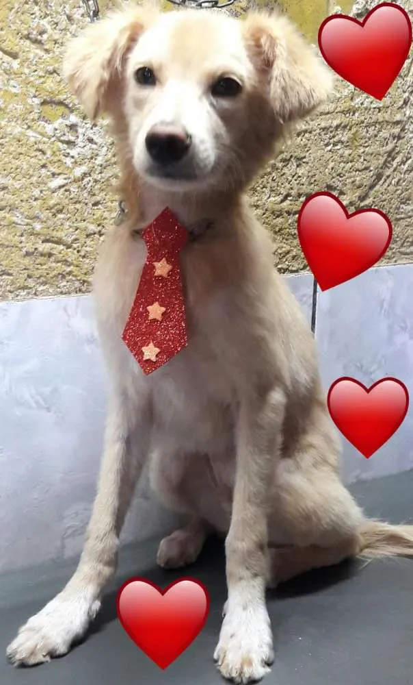 Cachorro ra a Não definida idade 2 a 6 meses nome Benício