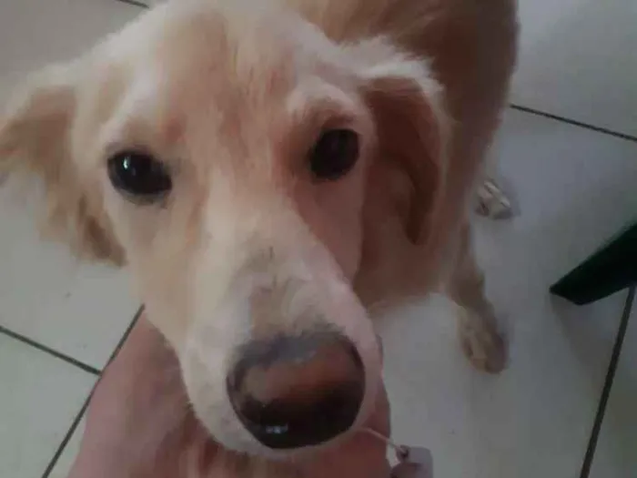 Cachorro ra a Não definida idade 2 a 6 meses nome Benício
