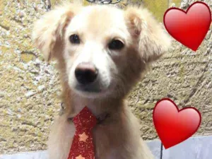Cachorro raça Não definida idade 2 a 6 meses nome Benício