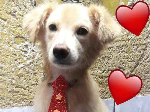 Cachorro ra a Não definida idade 2 a 6 meses nome Benício