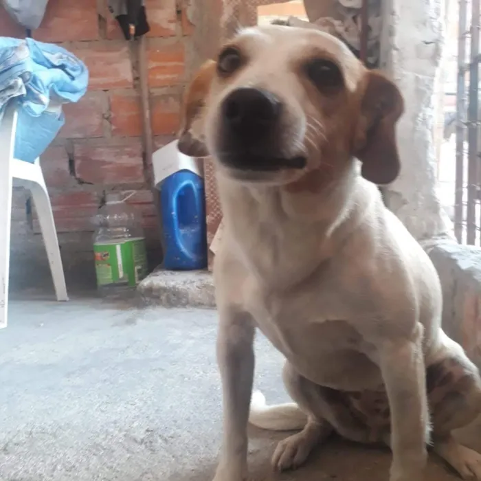 Cachorro ra a Indefinida idade 2 anos nome Belinha