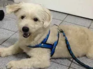 Cachorro raça  idade 4 anos nome Lucky