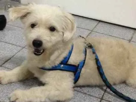 Cachorro ra a  idade 4 anos nome Lucky