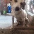 Belinha
