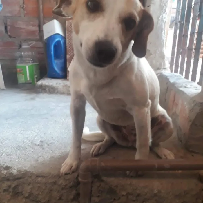 Cachorro ra a Indefinida idade 2 anos nome Belinha