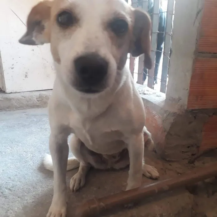 Cachorro ra a Indefinida idade 2 anos nome Belinha