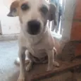 Belinha
