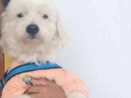Cachorro ra a  idade 4 anos nome Lucky
