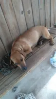 Pipoca