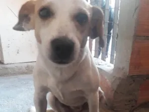 Cachorro raça Indefinida idade 2 anos nome Belinha