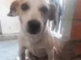 Belinha