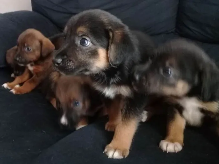 Cachorro ra a Sem raça idade Abaixo de 2 meses nome Filhotinhos 