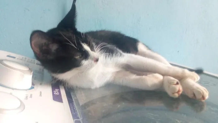 Gato raça Frajola idade 7 a 11 meses nome Preto
