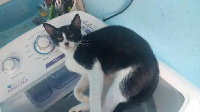 Gato raça Frajola idade 7 a 11 meses nome Preto