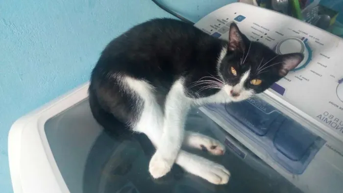 Gato raça Frajola idade 7 a 11 meses nome Preto
